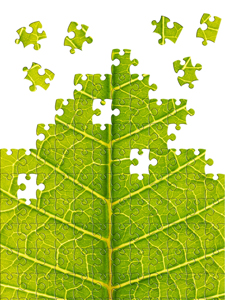 Is Tea puzzling?