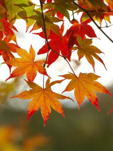 Autumn reds and golds, reminiscent of a fine cup of tea